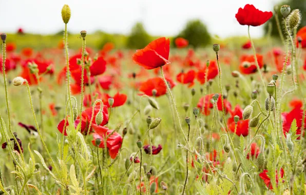Summer, the sky, flowers, red, glade, Mac, Maki, stem