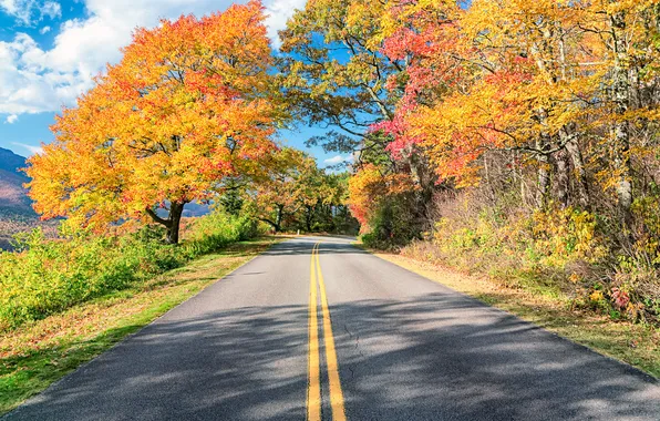 Road, autumn, Sunny