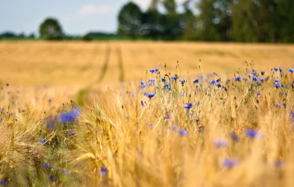 Wheat, trees, flowers, Field, blur, ears, blue, cornflowers