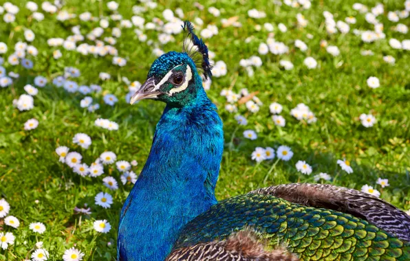 Picture flowers, nature, peacock, weed