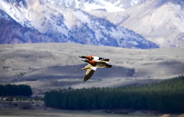 Forest, light, flight, mountains, birds, nature, hills, bright