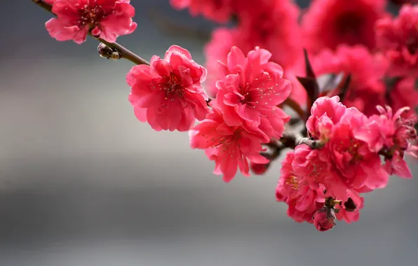 Picture close-up, tree branch, blurred background, tree branch, bright colors, bright flowers, blurry background