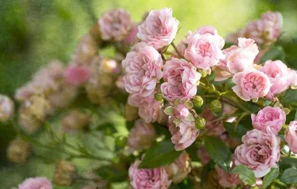 Roses, texture, buds