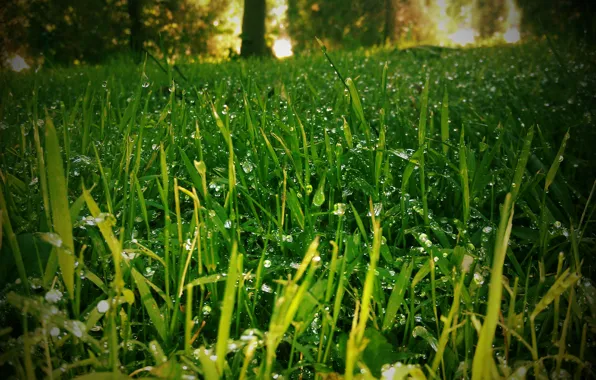 Grass, nature, Rosa, lawn, blur effect
