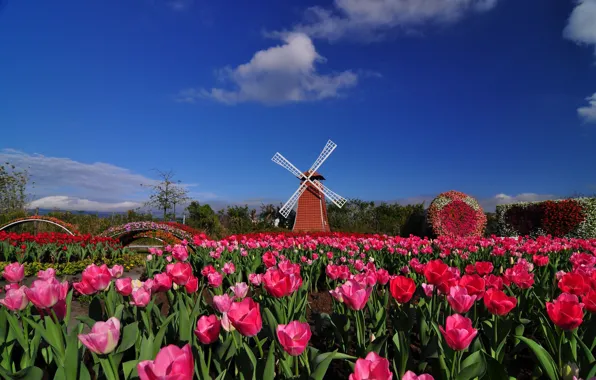 The sky, clouds, landscape, flowers, blue, spring, mill, tulips