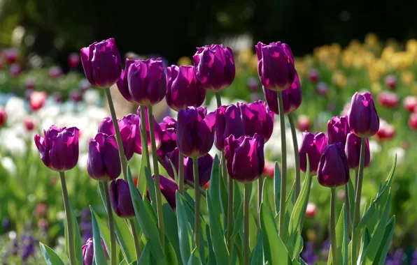 Purple, light, flowers, spring, tulips, buds, flowerbed, lilac