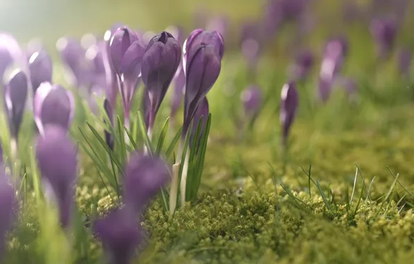 Grass, light, flowers, glade, tenderness, spring, crocuses, buds