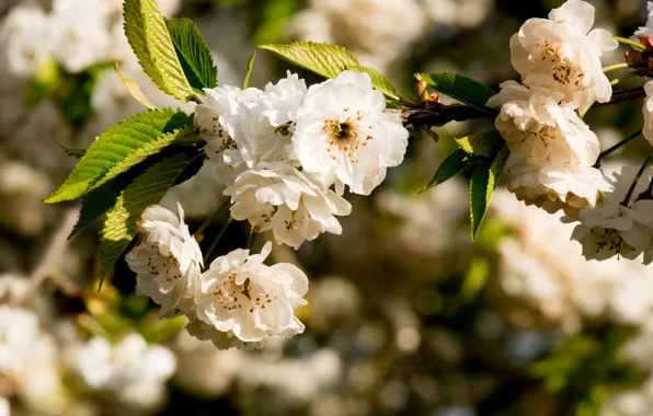 Leaves, flowers, branch, spring, Sakura, white, flowering, bokeh