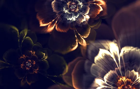 Light, flowers, abstraction, Wallpaper, graphics, fractal