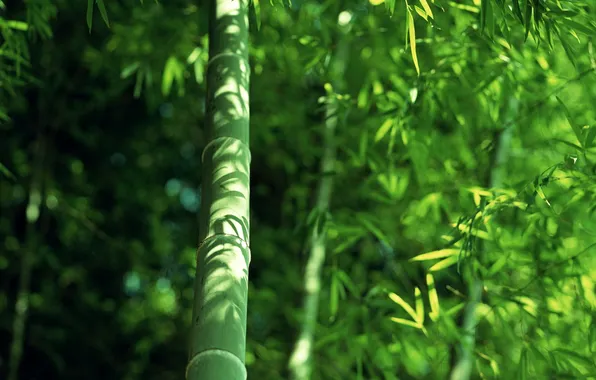 Picture greens, foliage, bamboo