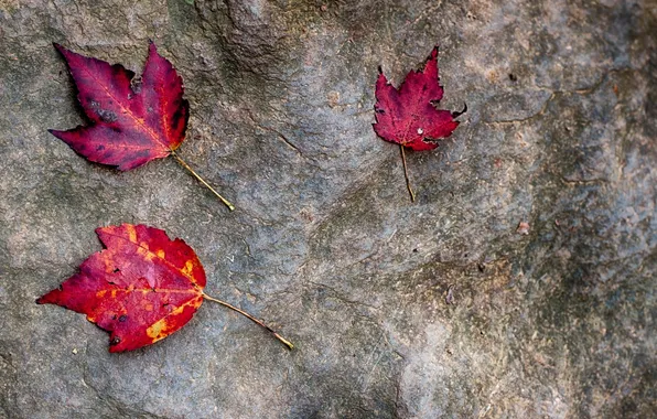 Picture autumn, leaves, stone, the crimson