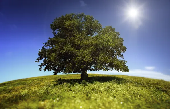 Picture the sky, grass, the sun, landscape, nature, tree, grass, sky