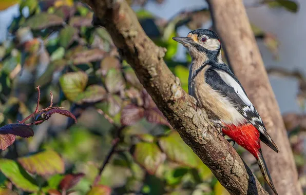 Bird, branch, woodpecker