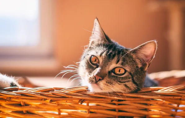 Picture cat, cat, mustache, light, comfort, grey, wall, basket