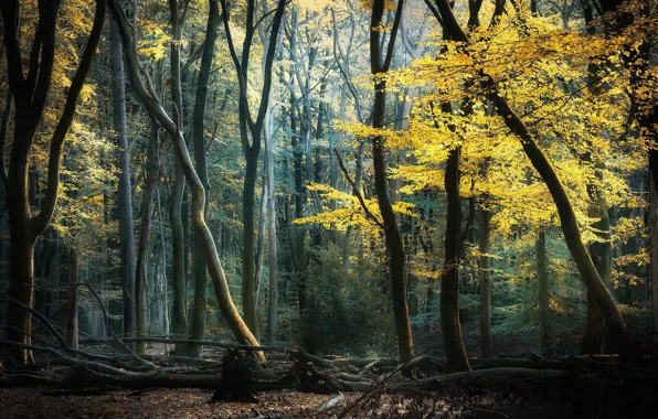 Autumn, forest, nature