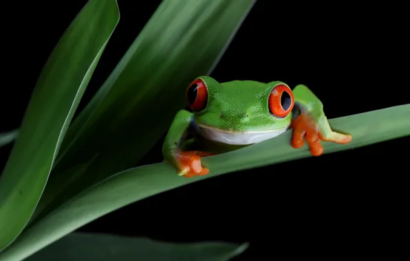 Look, leaves, pose, frog, black background, green, wood, red-eyed tree frog