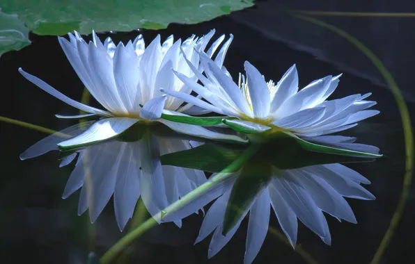 Water, flowers, lake, water lilies, nymphs