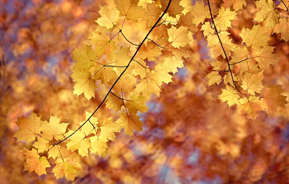 Picture maple, autumn, leaves