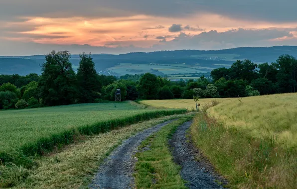 Wallpaper road, field, dal, cereals, hills, clouds, the sky, grass