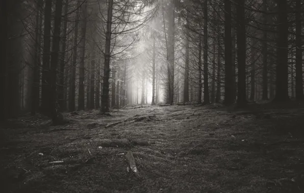 Forest, trees, nature, black and white, monochrome, monochrome, black and white