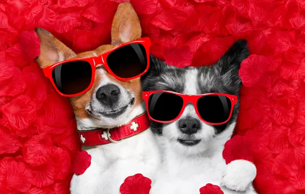 Dog, petals, love, rose, dog, romantic, hearts, funny