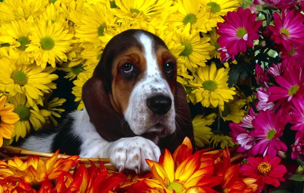Picture flowers, Bassett, Dog