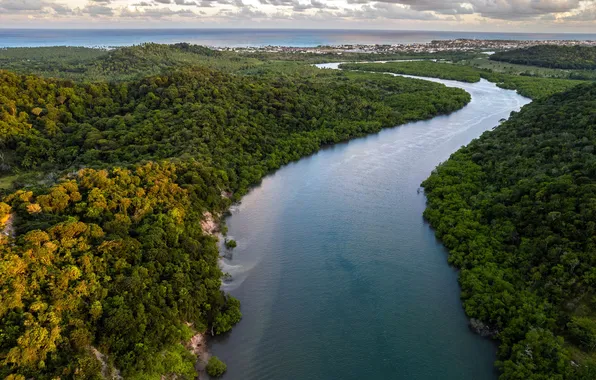 Trees, Forest, horizon, The Atlantic ocean, Forest, Atlantic, bird's-eye view, Pernambuco River