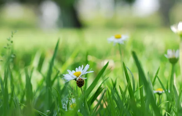 Picture greens, white, grass, flowers, nature, background, widescreen, Wallpaper
