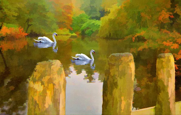 Lake, picture, swans