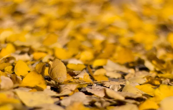 Autumn, leaves, macro