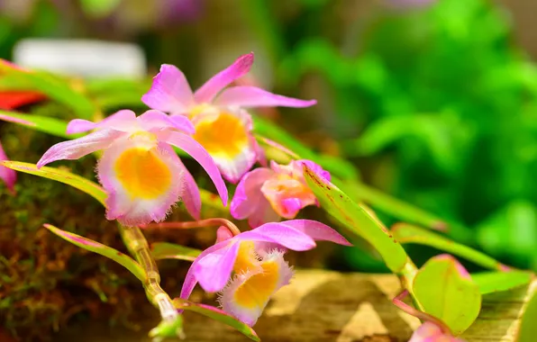 Picture macro, nature, plant, petals, Orchid