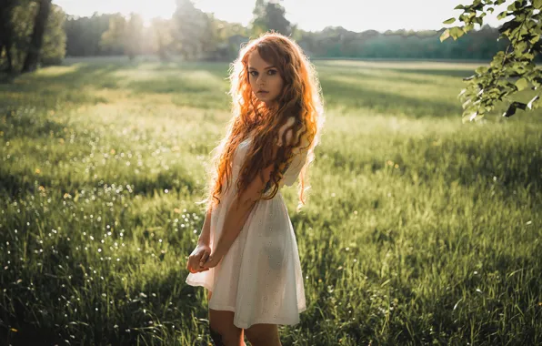 Picture greens, field, grass, look, the sun, trees, background, portrait