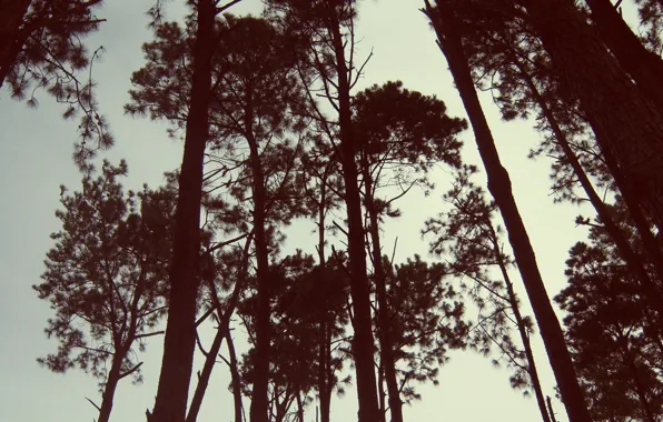 The sky, trees, silhouettes