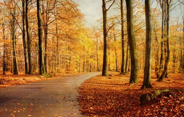 Picture road, autumn, trees, nature