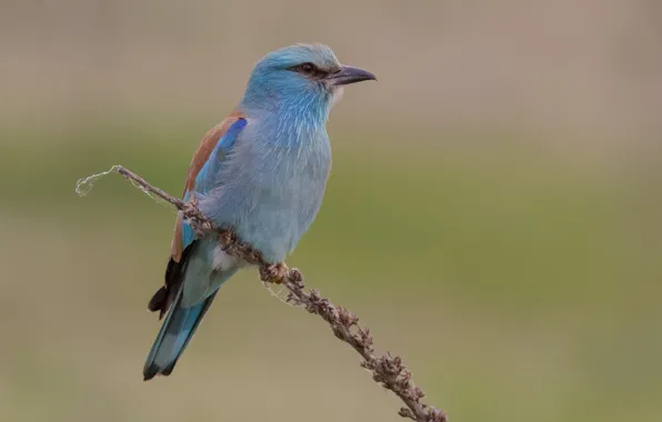 Nature, sprig, background, bird, roller, DUELL ©