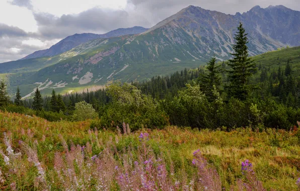Field, autumn, forest, flowers, mountains, vegetation, the slopes, tops