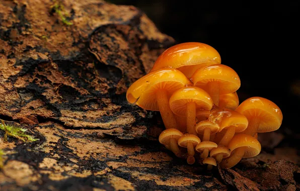 Autumn, water, mushrooms, dampness