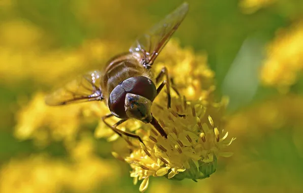 Picture flowers, bee, macro photography of insects, Igor Korneychuk
