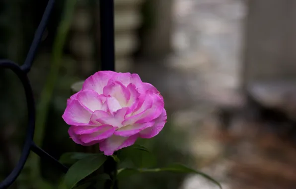 Picture nature, petals, garden, stem