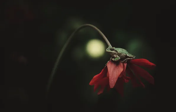 Macro, flowers, red, green, the dark background, frog, petals, stem