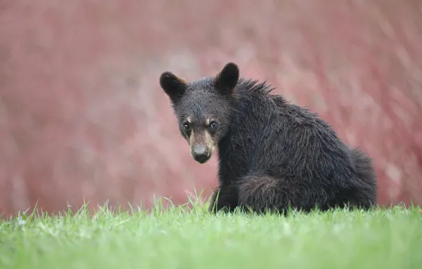Look, face, background, bear, bear, sitting, baribal