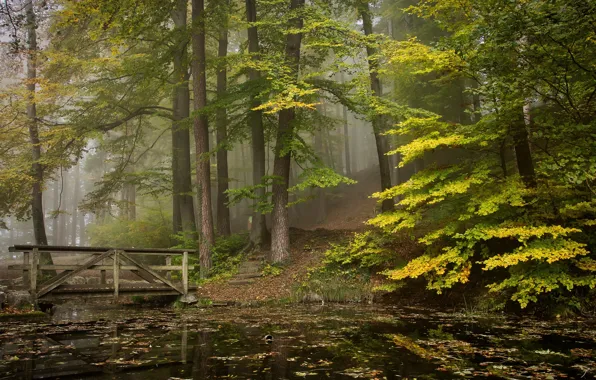 Autumn, forest, trees, bridge, fog, pond, branch, shore