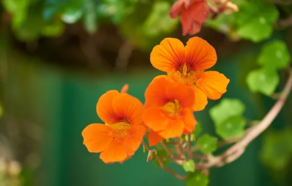 Flowers, orange, stem, green background, bokeh, nasturtium