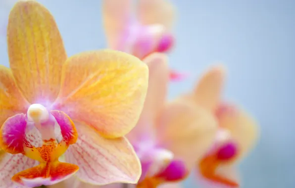 Picture flower, Orchid, orchid