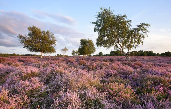 Picture field, summer, trees