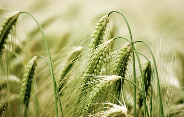 Field, macro, photo, spikelets