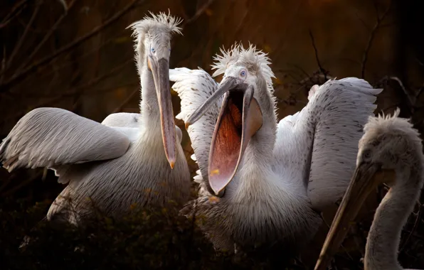 Birds, nature, pelicans