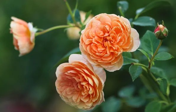 Picture roses, Bud, orange, Duo