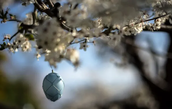 Picture spring, garden, egg