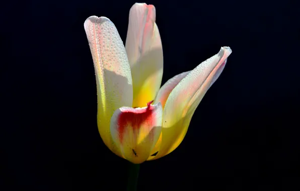 Picture macro, background, Tulip, petals